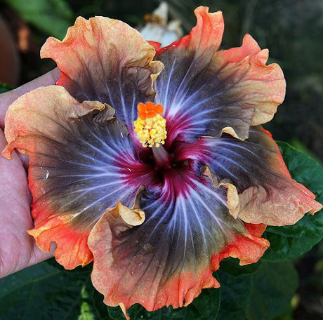 Taiwan Dark King - Cutting